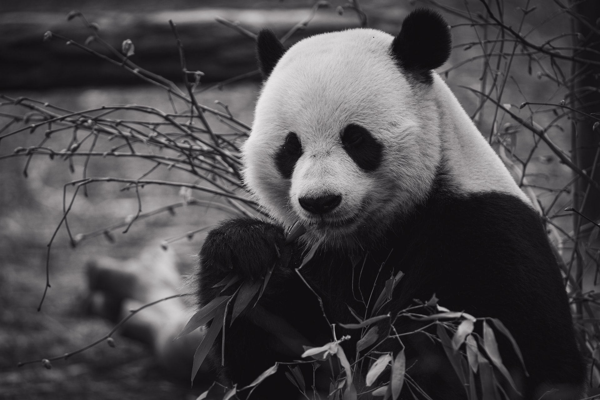 Kooperation mit WWF